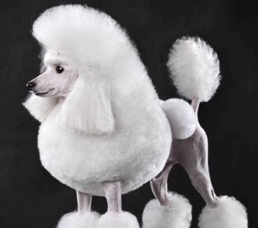 Picture for category Other Specialty Grooming